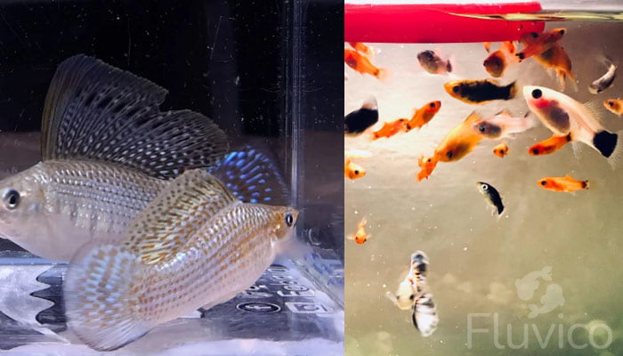 Livebearers in tank