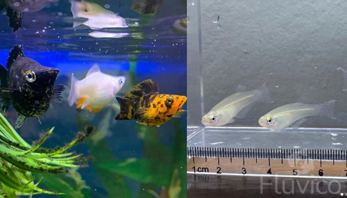 Livebearers size