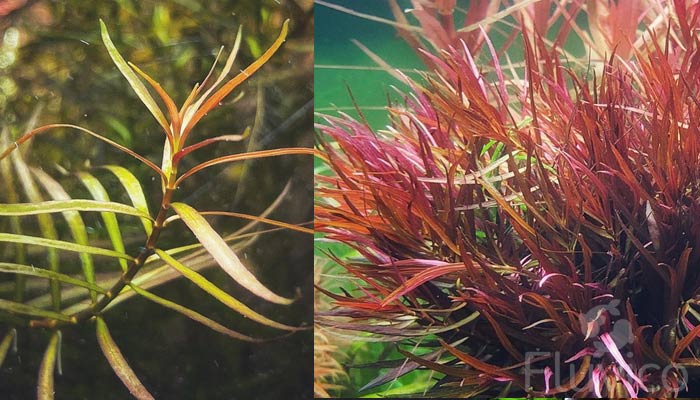 Ludwigia-Arcuata