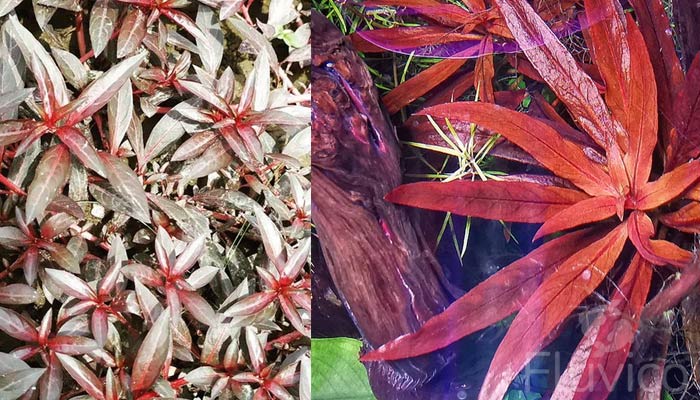 Ludwigia-Glandulosa