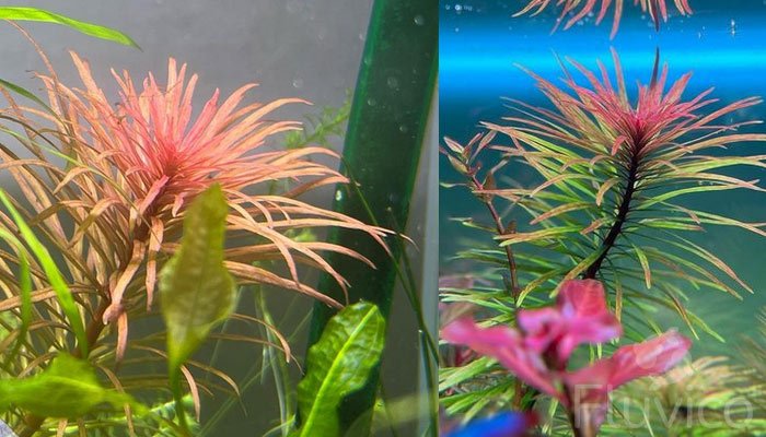Ludwigia-Inclinata
