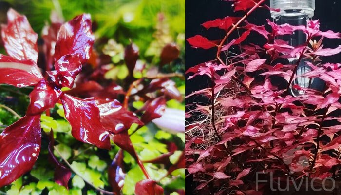 Ludwigia-Mini