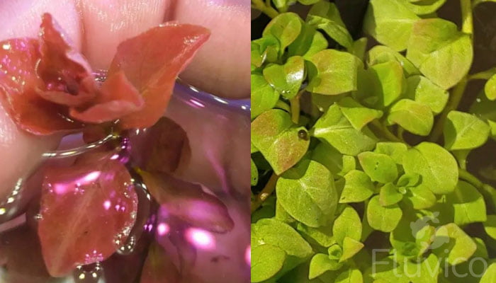 Ludwigia-Ovalis