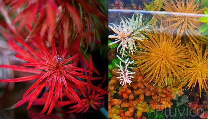 Ludwigia-Pantanal