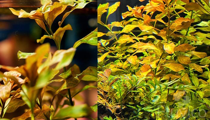 Ludwigia-Repens