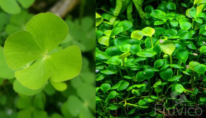 Marsilea-Minuta