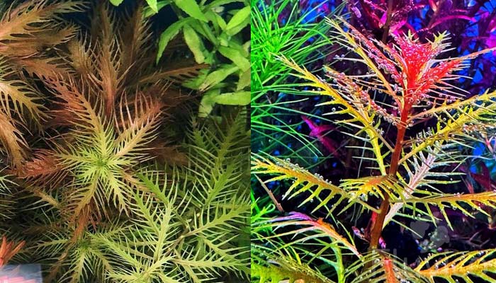 Mermaid-Weed