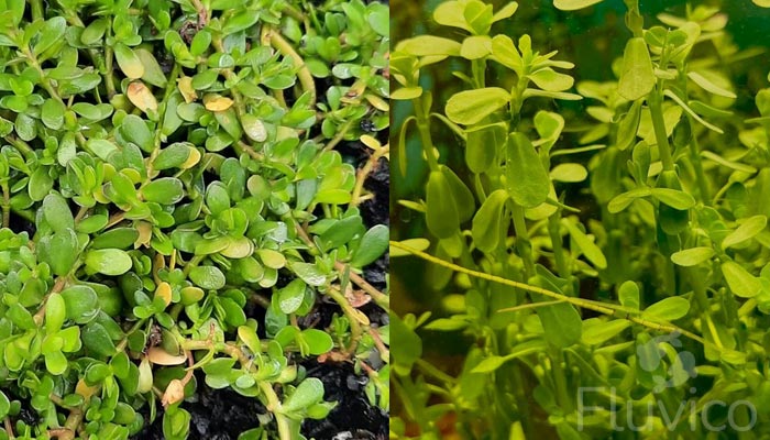 Moneywort