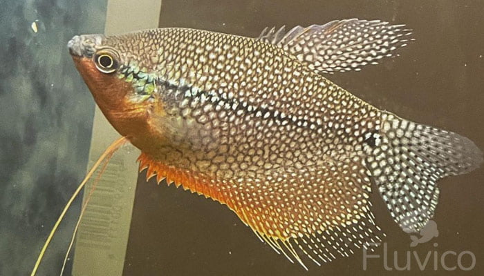 Pearl gourami