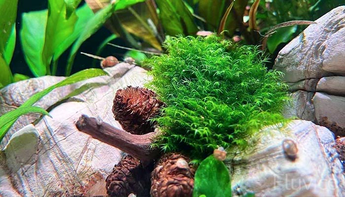 Phoenix Moss Bush design