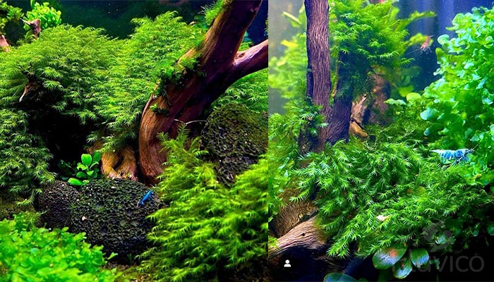 Phoenix Moss tank design