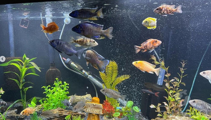 Redtail shark tank