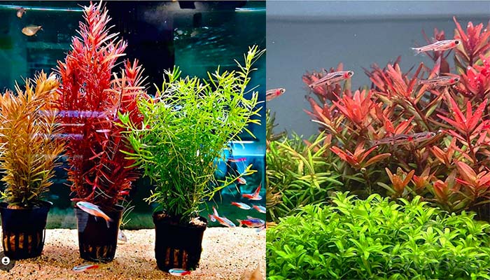 Rotala Rotundifolia