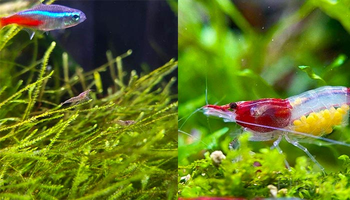 Shrimp grazing on Java Moss