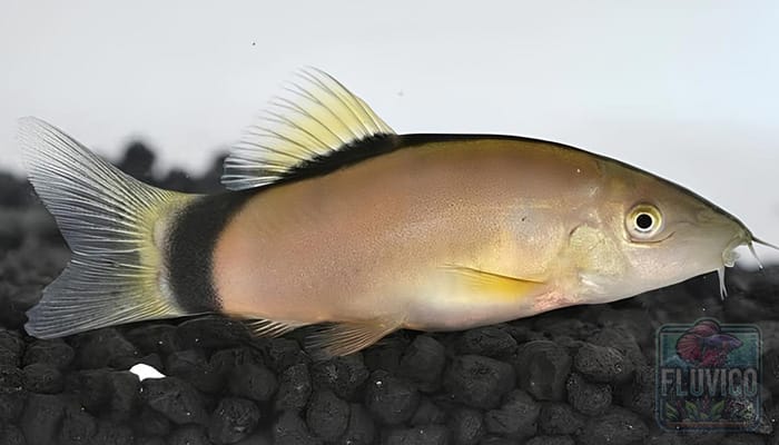 Skunk Loach
