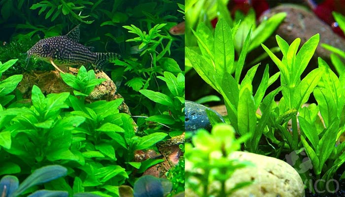 Staurogyne-Repens