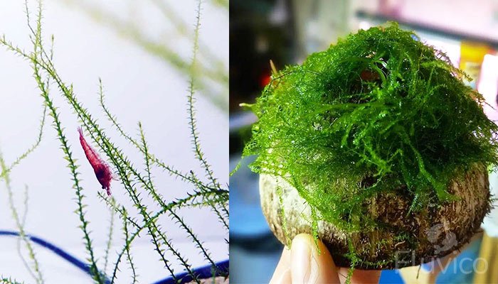 Stringy Moss on rock