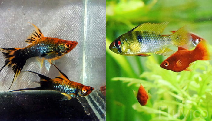Swordtail fish tank mates