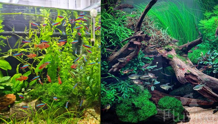 Tetras in aquarium