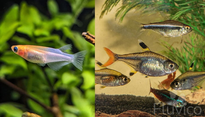 Tetras feeding
