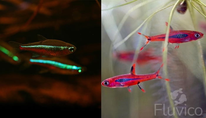 Tetras variety