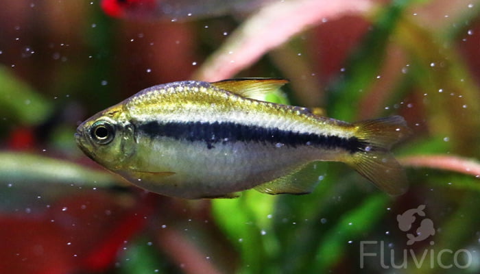 Tetras