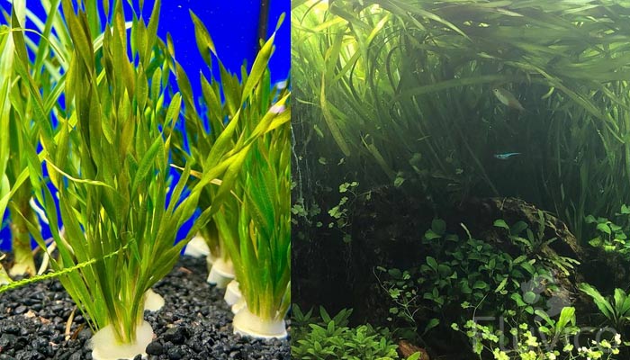 Vallisneria