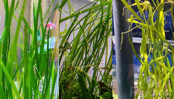 Vallisneria-types