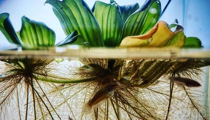 Water-lettuce-roots
