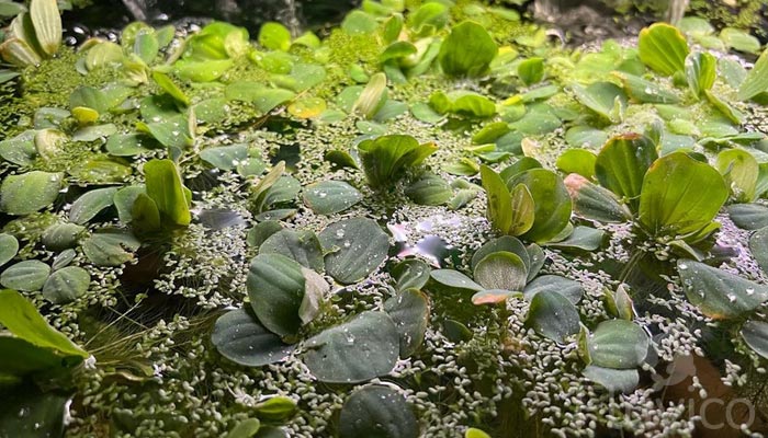 Water-lettuce
