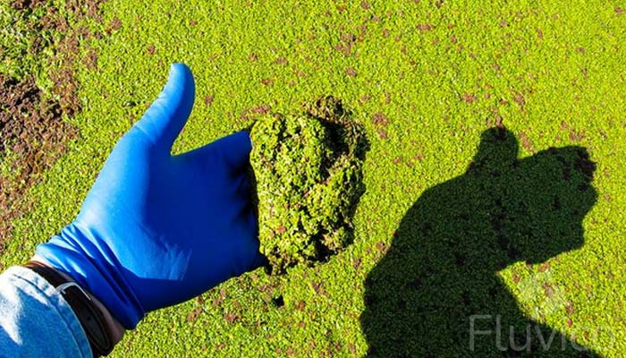 duckweed-problem