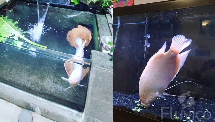 giant gourami tank