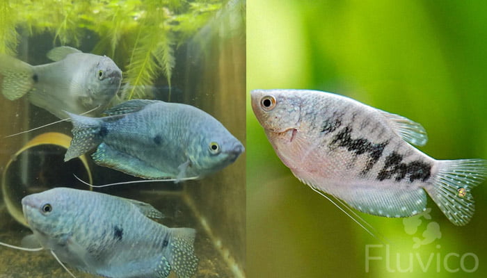 gourami close-up