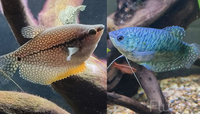 gourami types