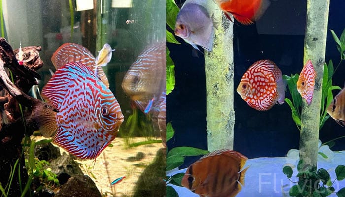 Mutiple Discus fish