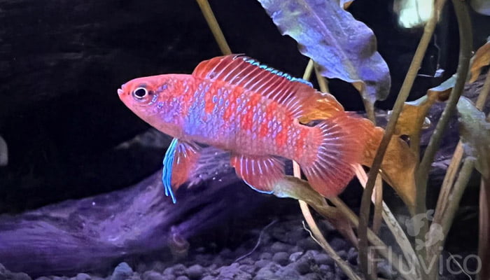scarlet badis close up