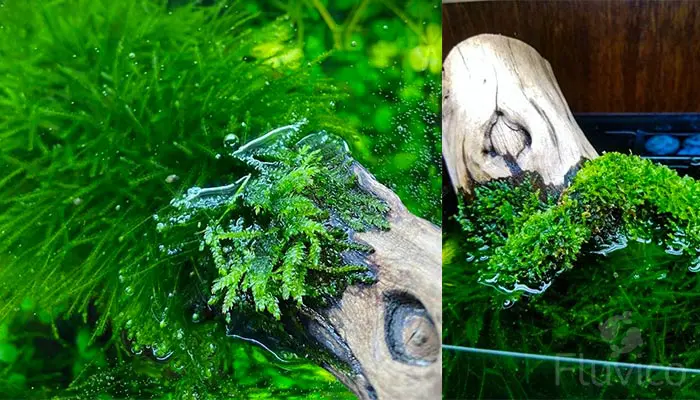 Java Moss attached to Log
