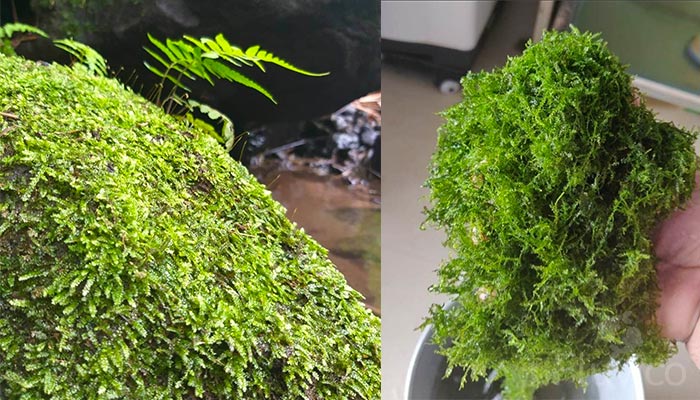 Wild Java Moss