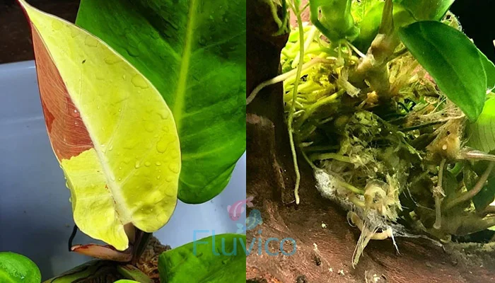 Anubias Yellow Leaf & Root Rot