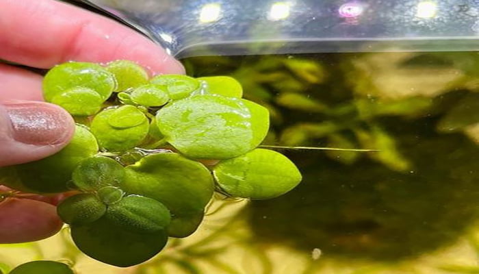 Amazon-frogbit-Propagate