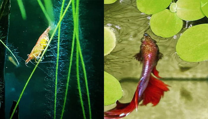Amazon-frogbit-shrimp-and-fish