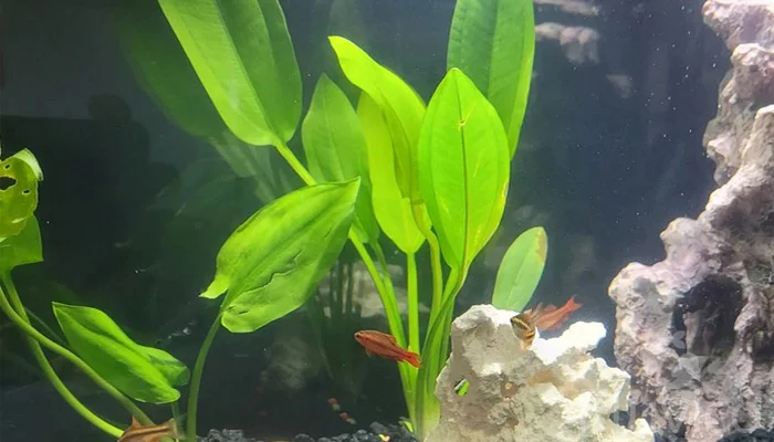 Amazon-sword-plant