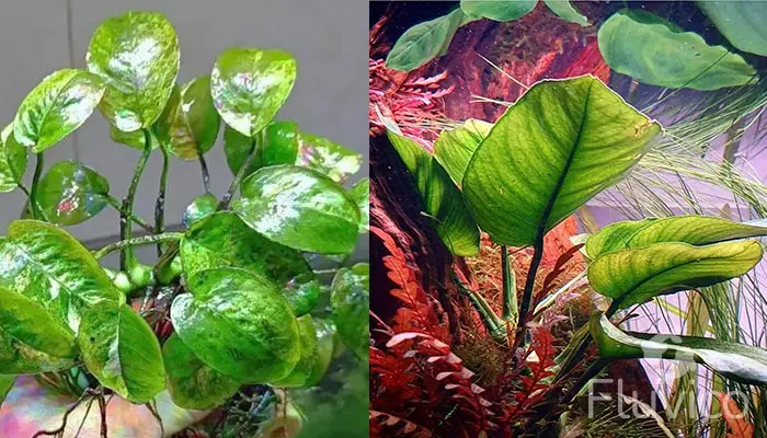 Anubias Barteri