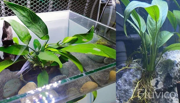 Anubias Congensis