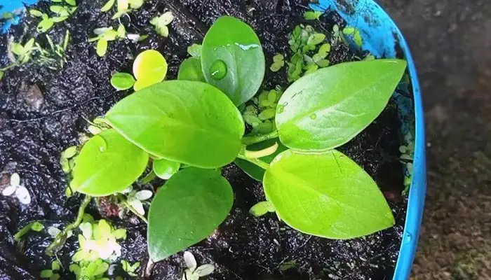 Anubias growing outside of water