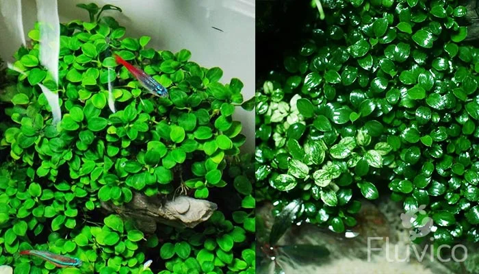 Anubias Nana Petite