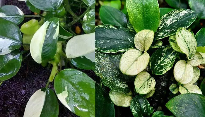 Anubias Snow White