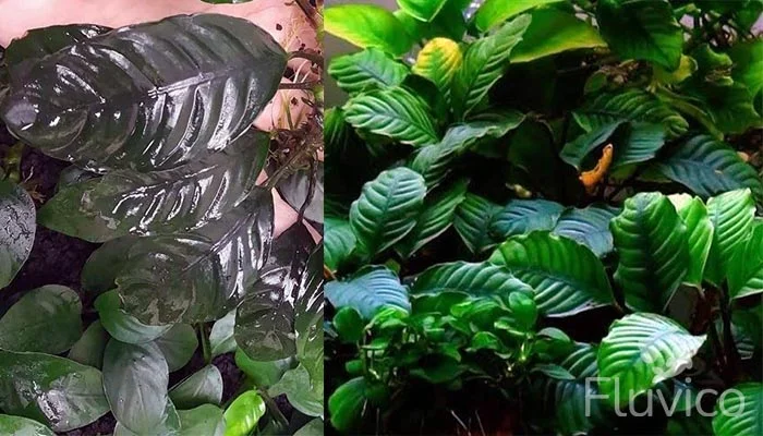 Anubias coffeefolia