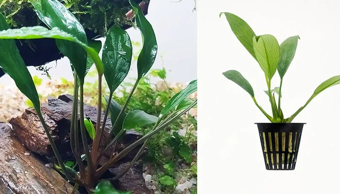 Anubias lanceolata