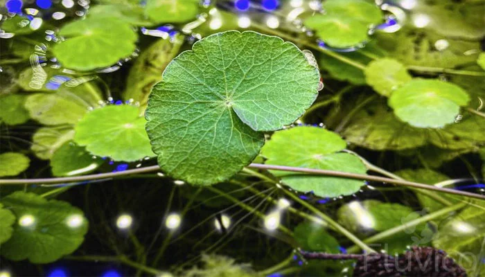 Brazilian-Pennywort